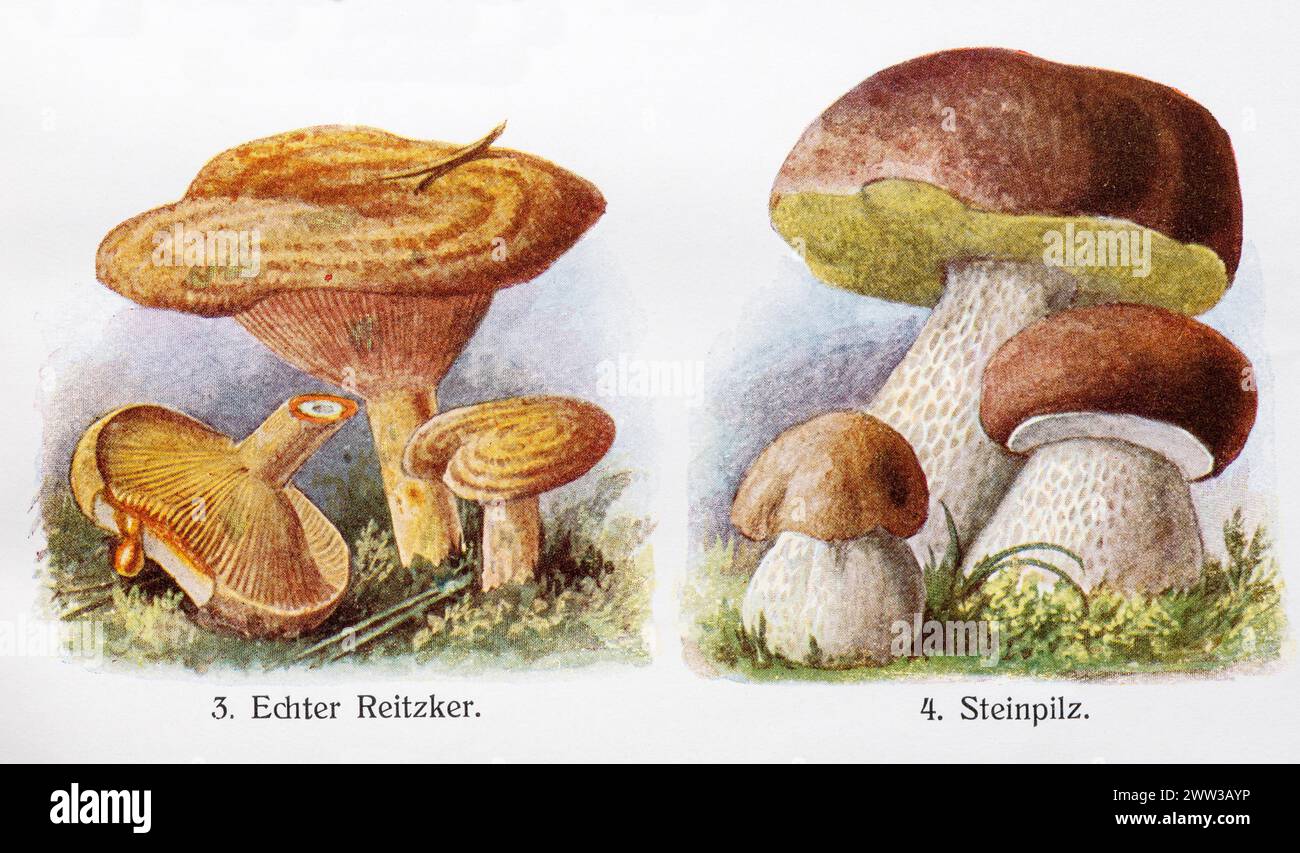 Zeichnungen von Speisepilzen, dem echten Pilz (Lactarius deliciosus) oder Edel-Reizker, Kiefernblut-Königsbolete (Boletus edulis), auch Fichtenboletus Stockfoto