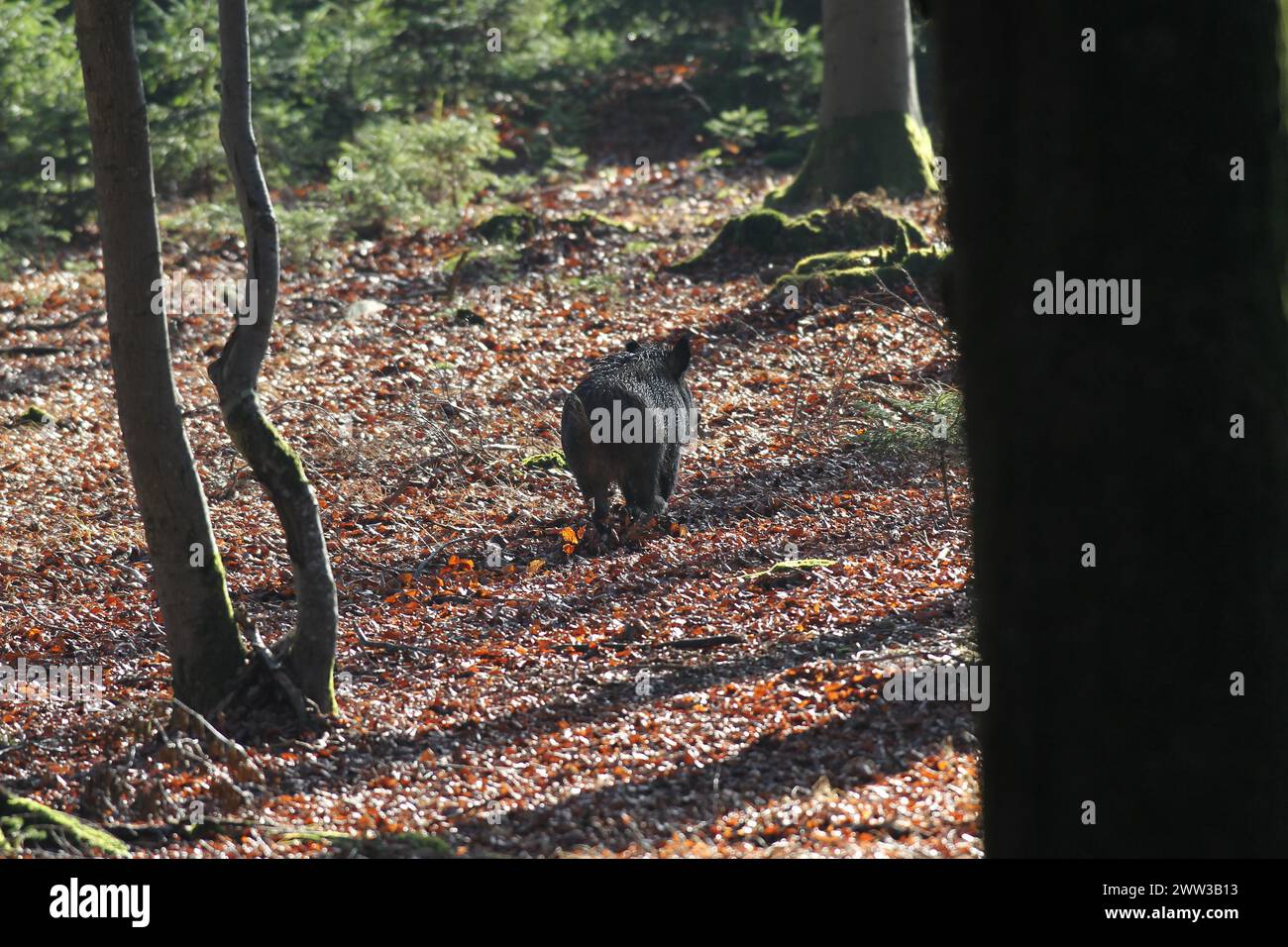 Wildschwein (Sus scrofa) flüchtet unerschossen durch den Wald, Allgaeu, Bayern, Deutschland Stockfoto