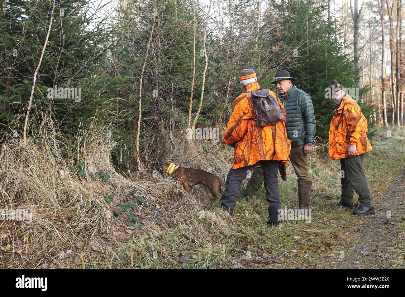 Wildschweinjagd, Reiseleiter in Sicherheitskleidung untersucht den Ort, an dem das Wildschwein (Sus scrofa) im Dickicht verschwand, Allgaeu, Bayern, Deutschland Stockfoto