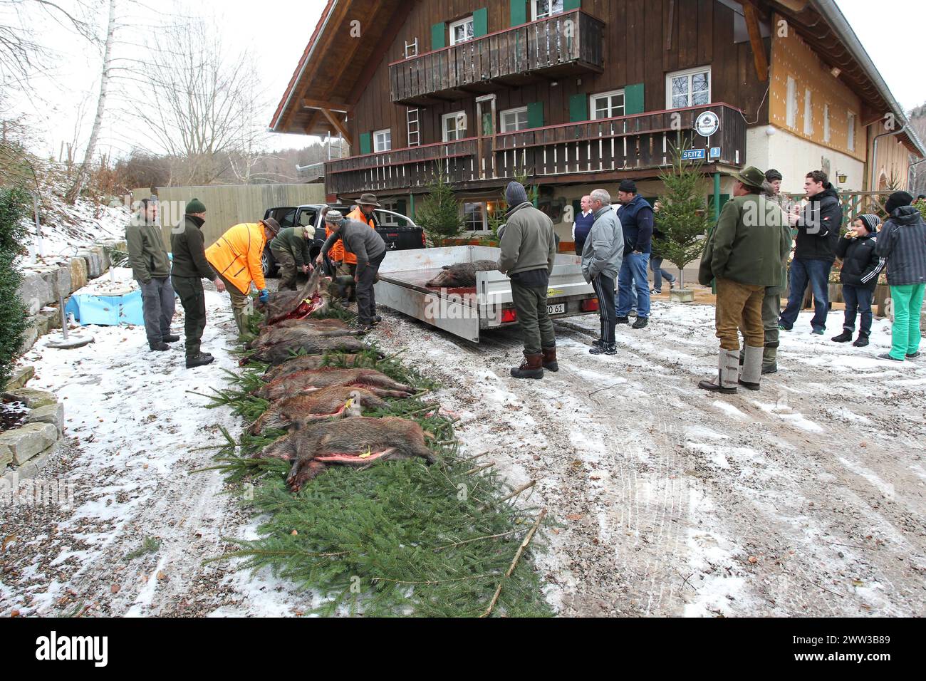 Wildschwein (Sus scrofa) wird gejagt, Tradition, Allgaeu, Bayern, Deutschland Stockfoto