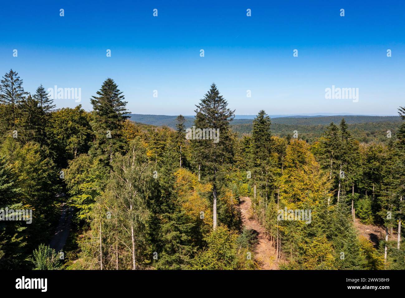 Wald, Spessart Hochstraße, bei Heigenbrücken Spessart, Unterfranken, Franken, Bayern, Deutschland Stockfoto