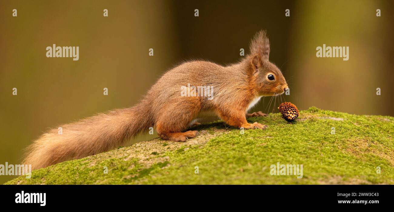 Eichhörnchen isst Nüsse auf moosigem Boden Stockfoto