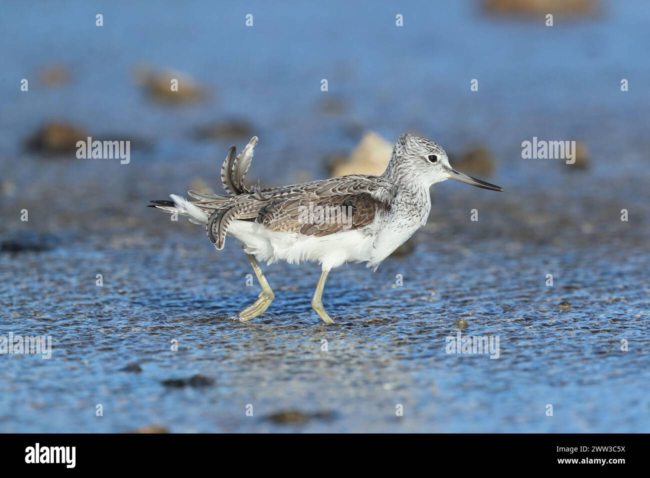 Greenshank im nicht-Zuchtgefieder auf Lanzarote. Stockfoto