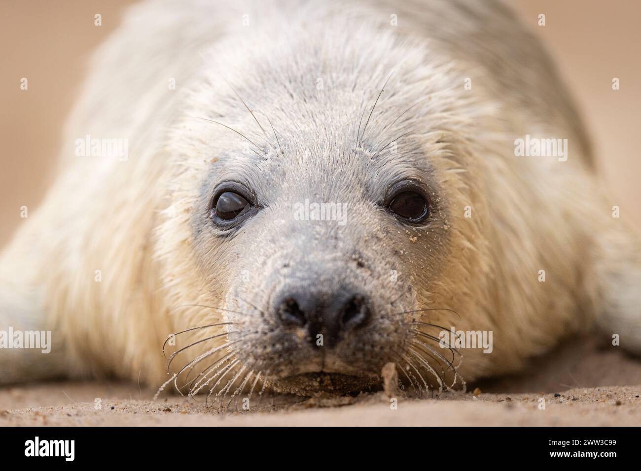 Eine kleine Seehunde liegt auf dem Boden neben dem Kopf Stockfoto