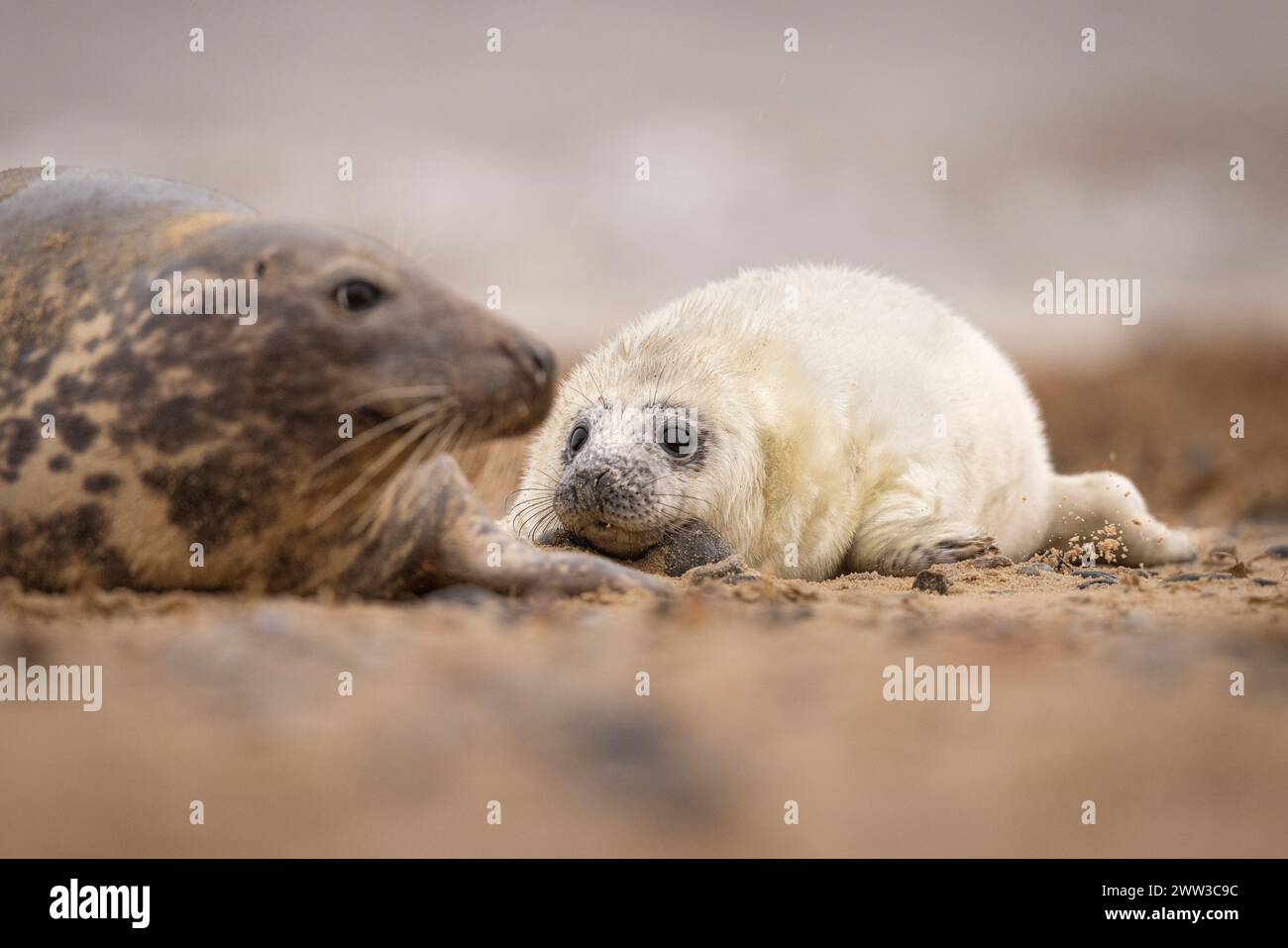 Ein Hund und Mutter der Grauen Seehunde am Strand in Norfolk, Großbritannien. Stockfoto