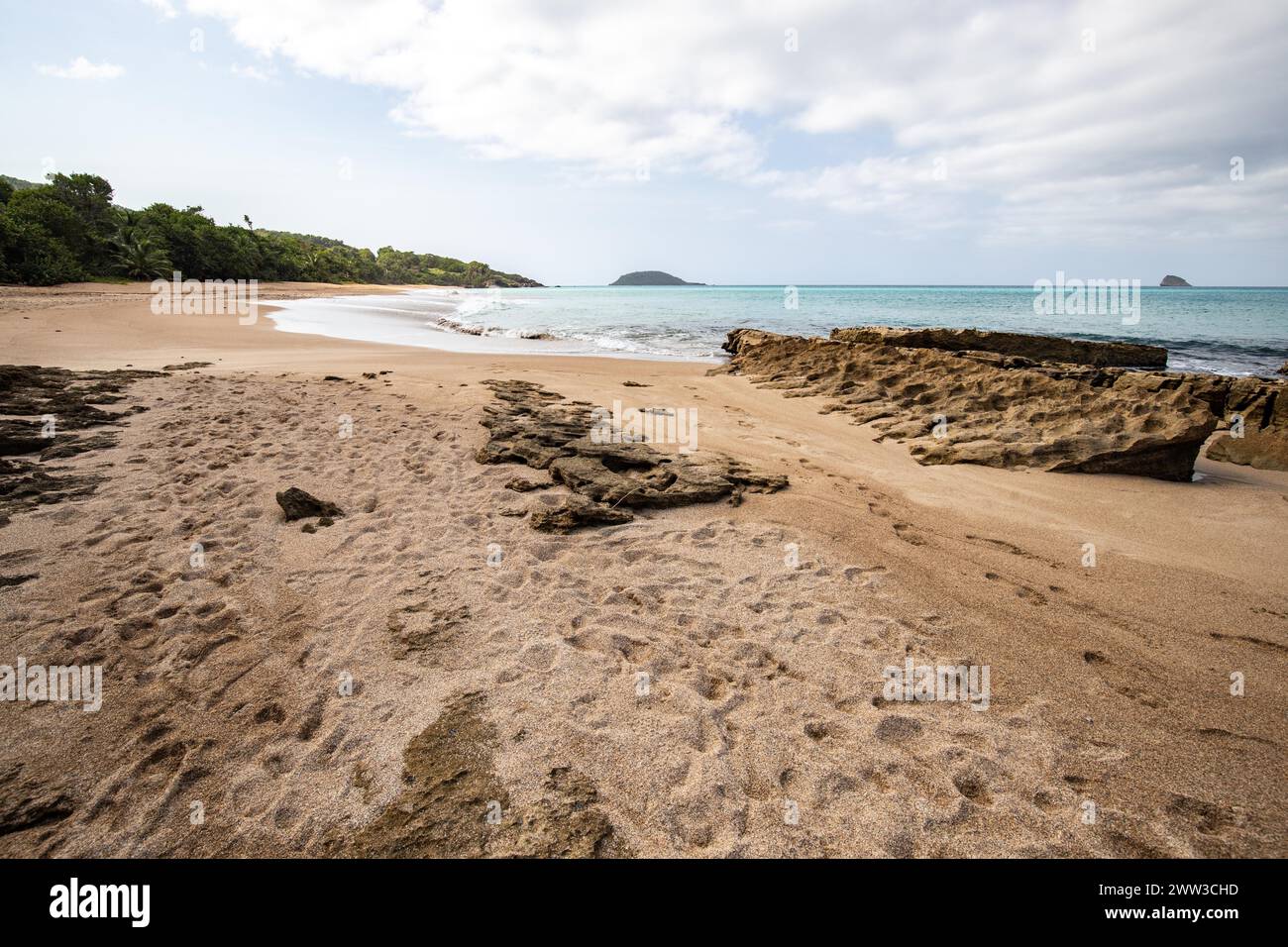 Einsamer, breiter Sandstrand mit türkisfarbenem Meer. Tropische Pflanzen in einer Bucht in der karibischen Sonne. Plage de Cluny, Basse Terre, Guadeloupe Stockfoto