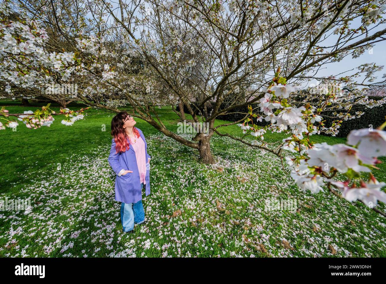 London, Großbritannien. März 2024. KewMitarbeiter genießen die vielen