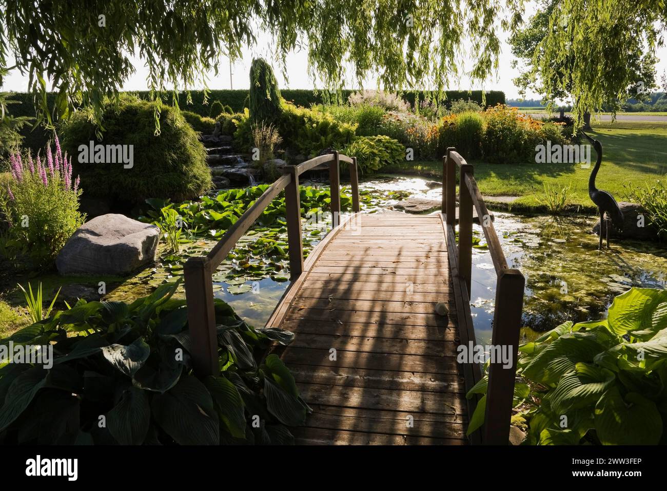 Silhouetten von Salix, Weeping Willow Baumzweigen und brauner Holzsteg, der von Hosta-Pflanzen über dem Teich im Vorgarten im Sommer bei begrenzt wird Stockfoto