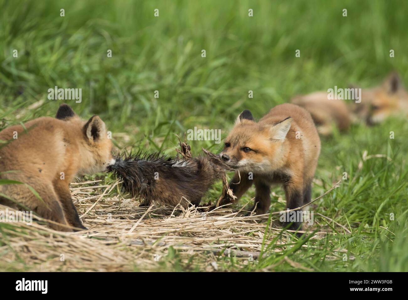 Rotfuchs. Vulpes vulpes. Rotfuchsjunge spielen mit einem Muskratenfell. Provinz Québec. Kanada Stockfoto