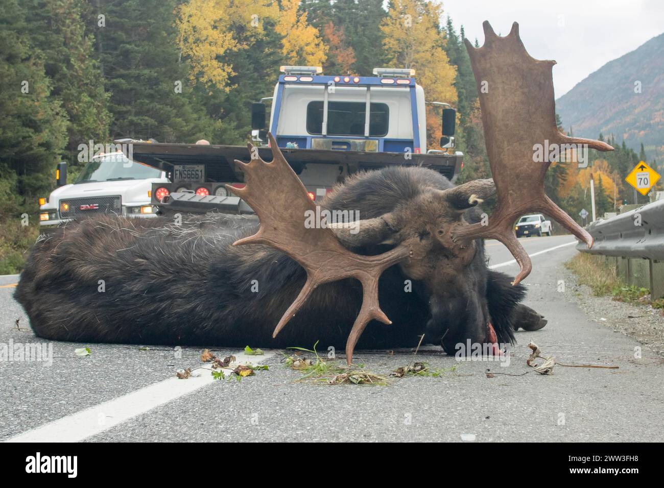 Elch. Alces alces. Bullenelche, die von einem Lkw verletzt wurden und bereit sind, von der Straße wegzufahren. Gaspesie Naturschutzpark. Provinz Québec. Kanada Stockfoto