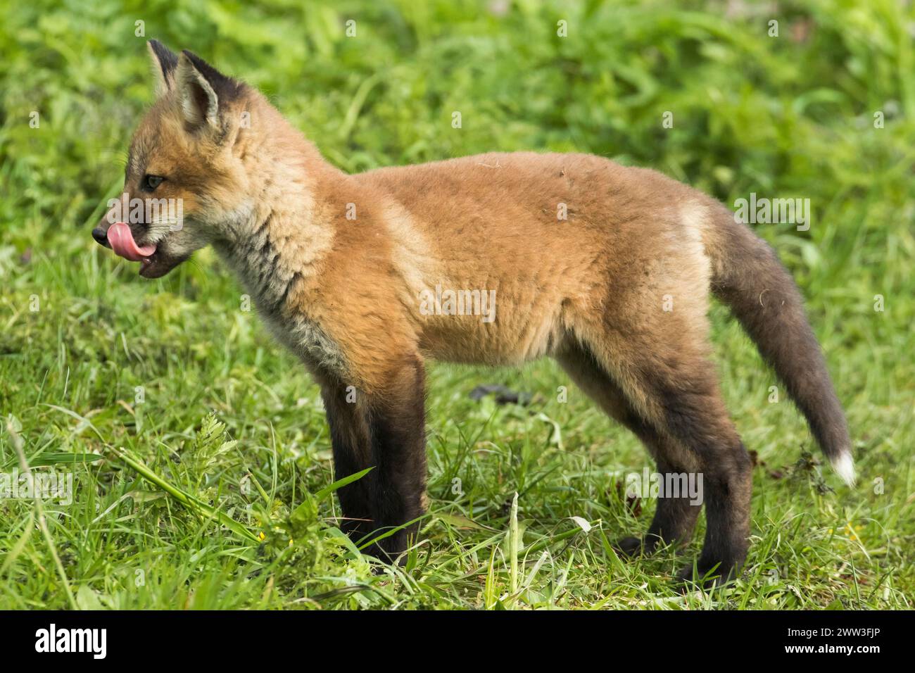 Rotfuchs. Vulpes vulpes. Rotfuchsjunge stehen auf einer Wiese und beobachten. .Provinz Québec. Kanada Stockfoto