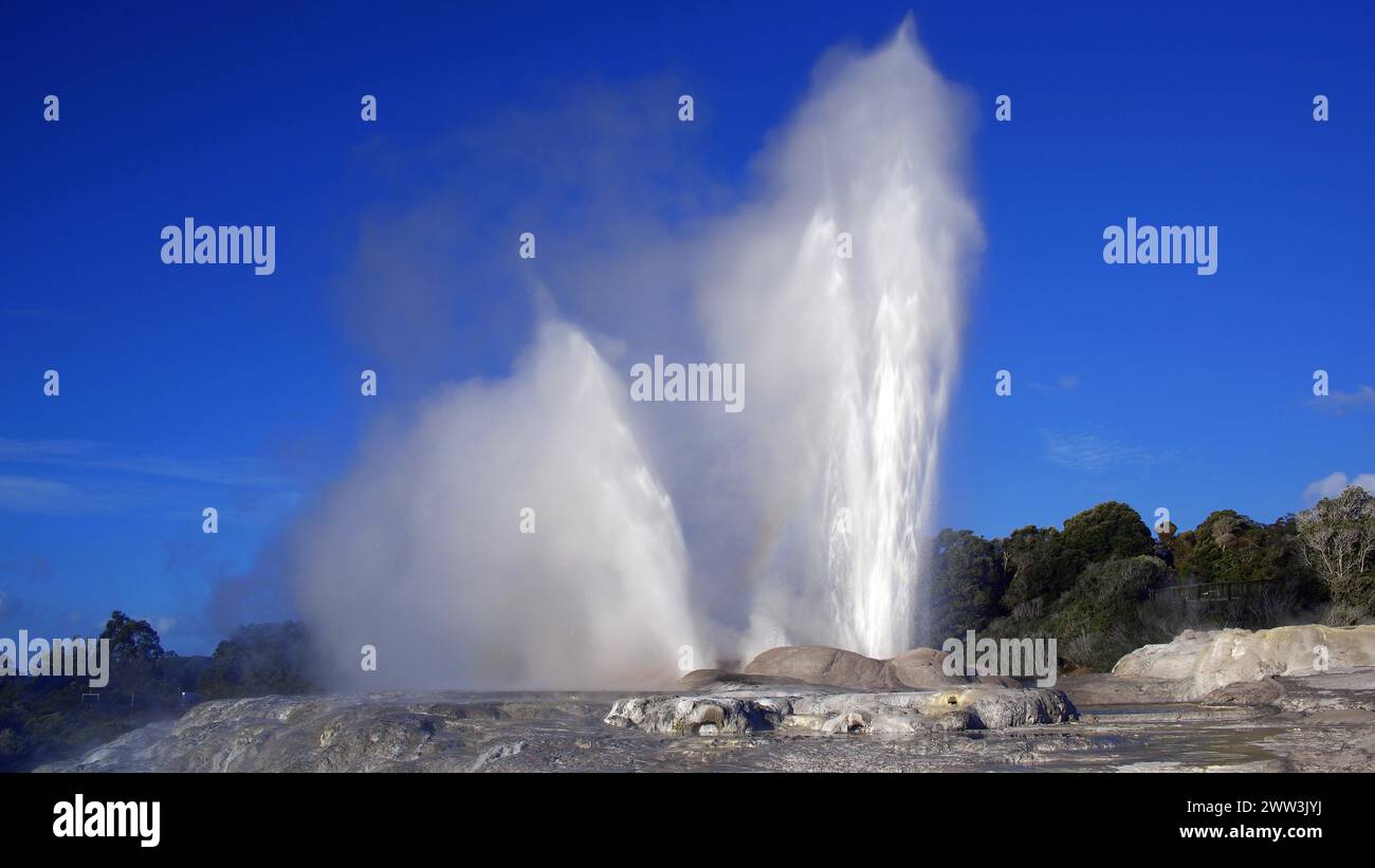 Geysir auf der Nordinsel Neuseelands, Whakarewarewa, Nordinsel, Neuseeland Stockfoto