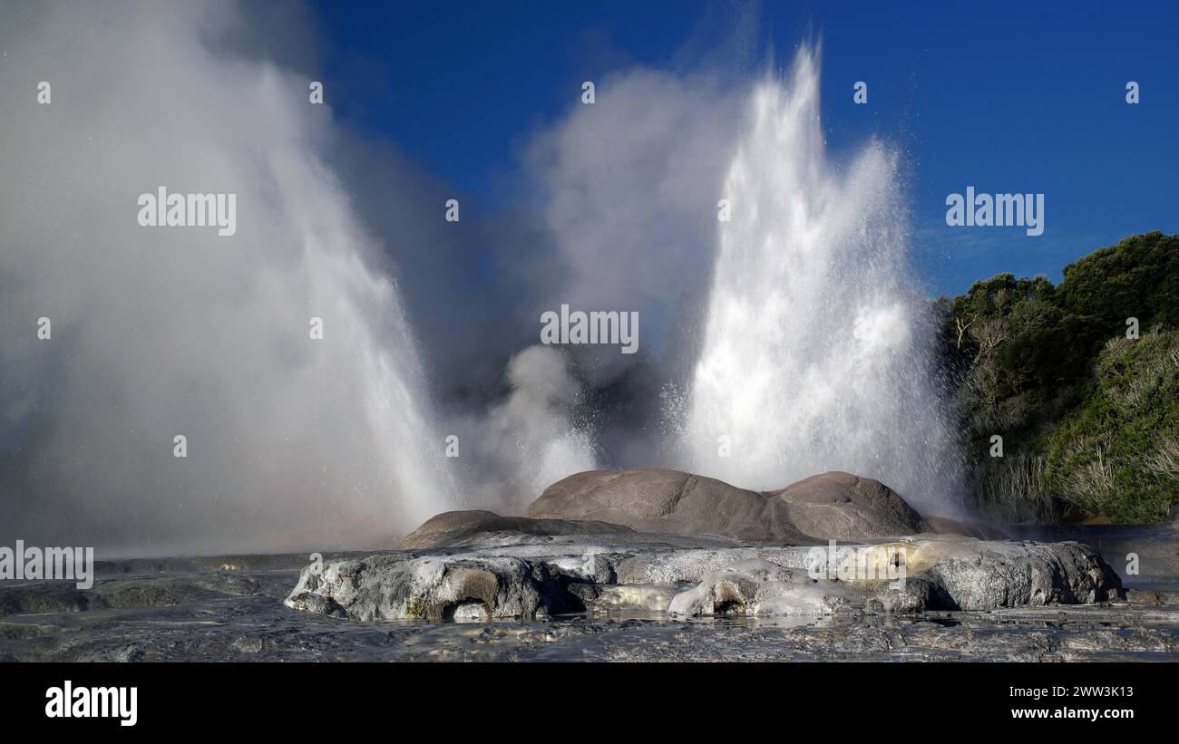 Geysir auf der Nordinsel Neuseelands, Whakarewarewa, Nordinsel, Neuseeland Stockfoto