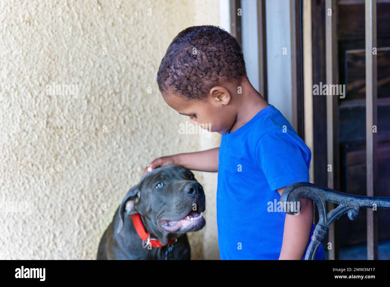 afrikanischer Junge, der morgens mit seinem Boerboel-Welpen vor dem Haus spielt, in der Gemeinde Stockfoto