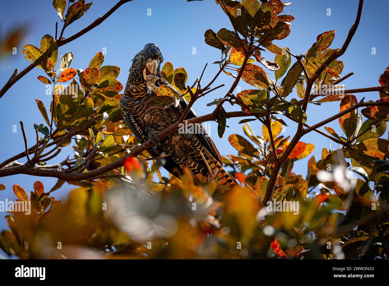 Ein schwarzer Rotschwanzkakatoo in einem Baum auf Magnetic Island Stockfoto