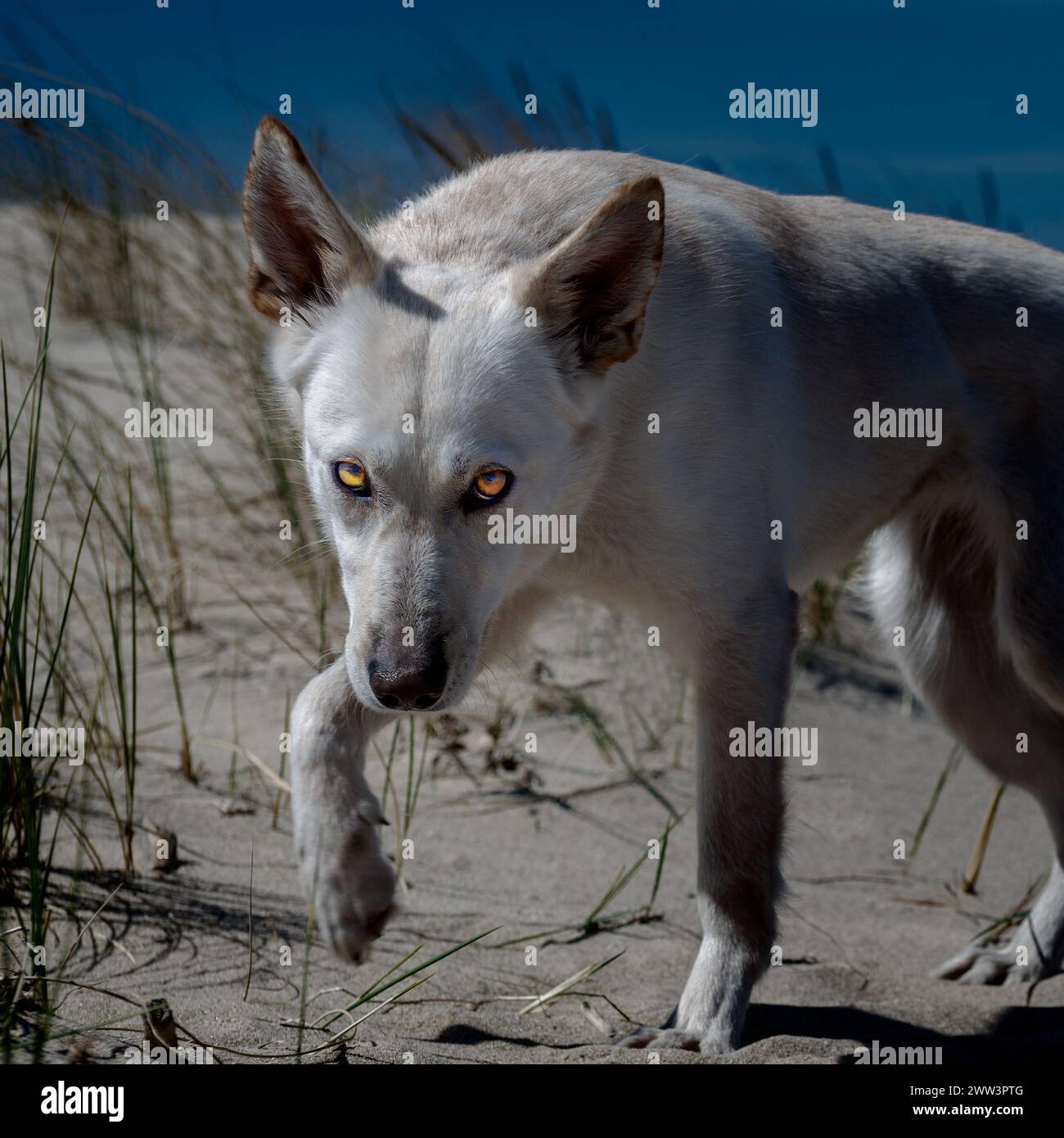 Weißer Wolfshund auf der Düne - Nahaufnahme Stockfoto
