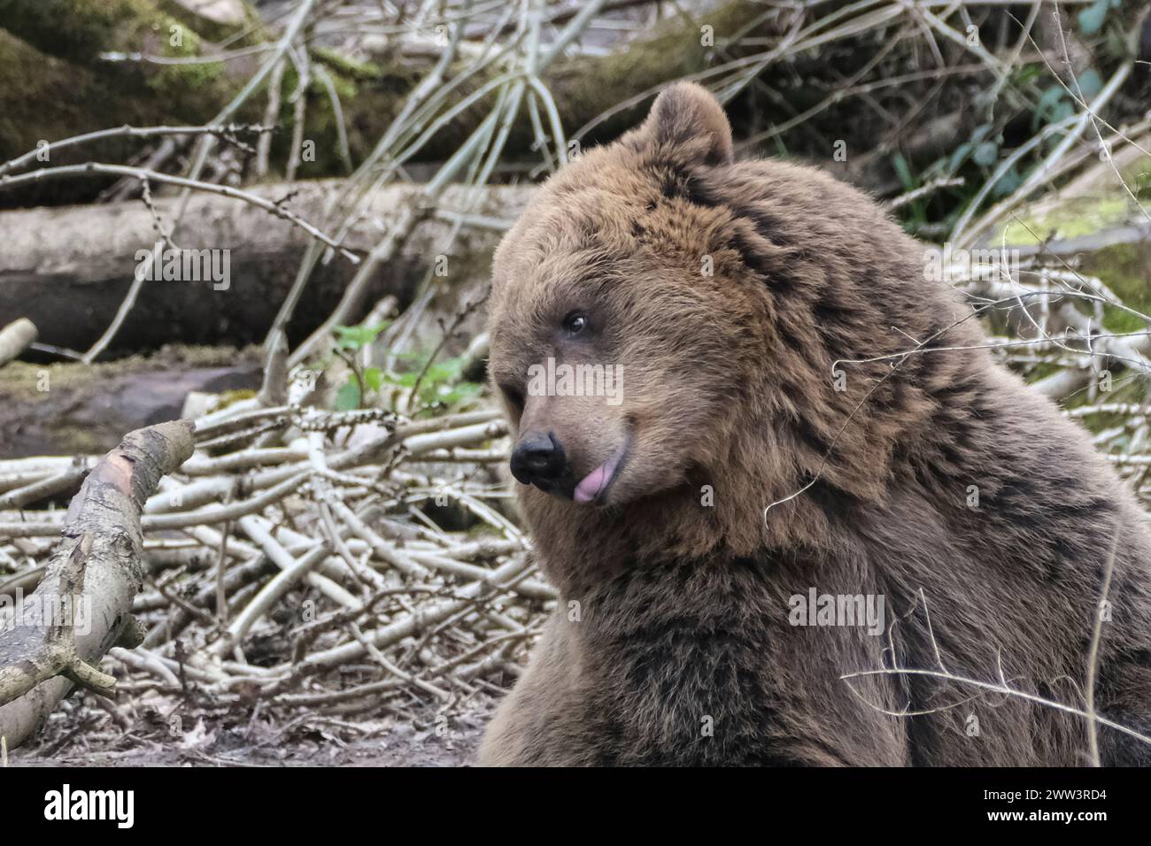 Bristol Zoo Project, Bristol, Großbritannien. März 2024. Bristol Zoo Projects Bären sind jetzt aus dem Winterschlaf und wandern mit ihren Nachbarn, den Wölfen, durch das Wildwaldgehege. Über den Winter versinken die Bären in einen Sturm, der zwar kein wahres Winterschlaf ist, aber im Frühjahr aufwacht. Das Zoo Project war früher als Bristol Zoo bekannt, änderte seinen Namen aber, als es von der Stadt in eine attraktivere ländliche Lage umzog. Quelle: JMF News/Alamy Live News Stockfoto