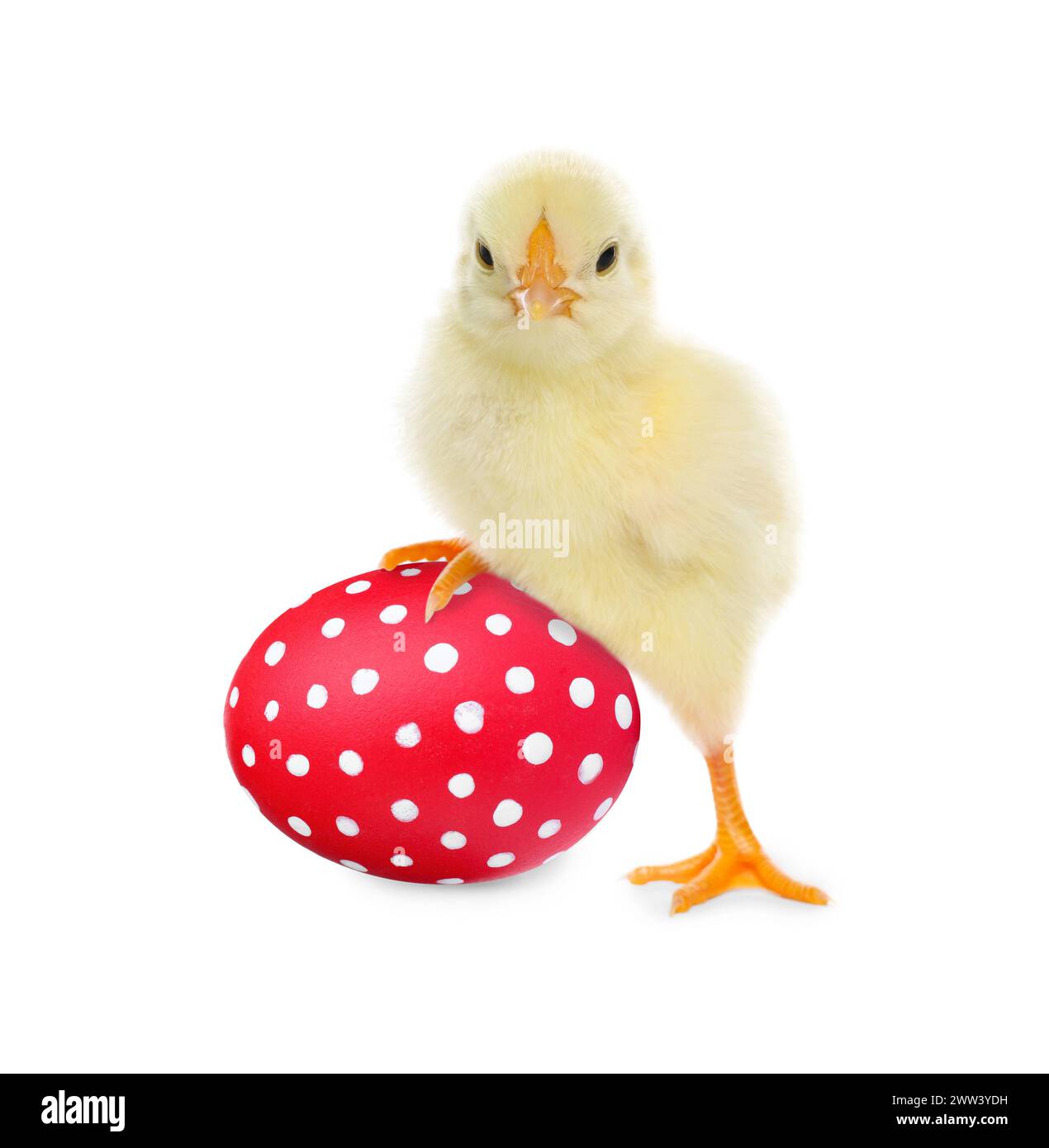 Frohe Ostern. Süßes Küken und gemaltes Ei isoliert auf weiß Stockfoto