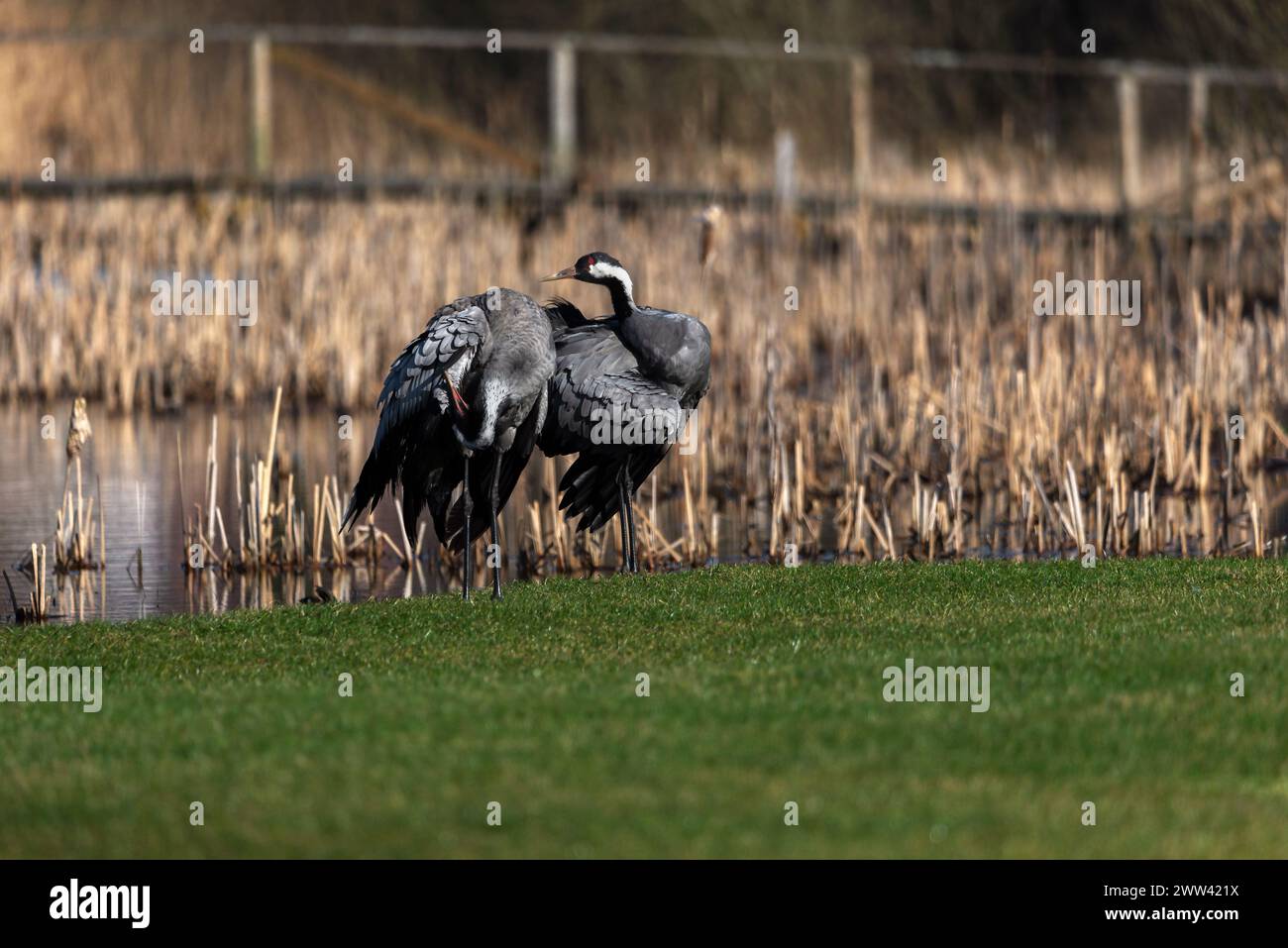 Ein Paar Kranvögel (Grus grus), die am Teich stehen - selektiver Fokus Stockfoto