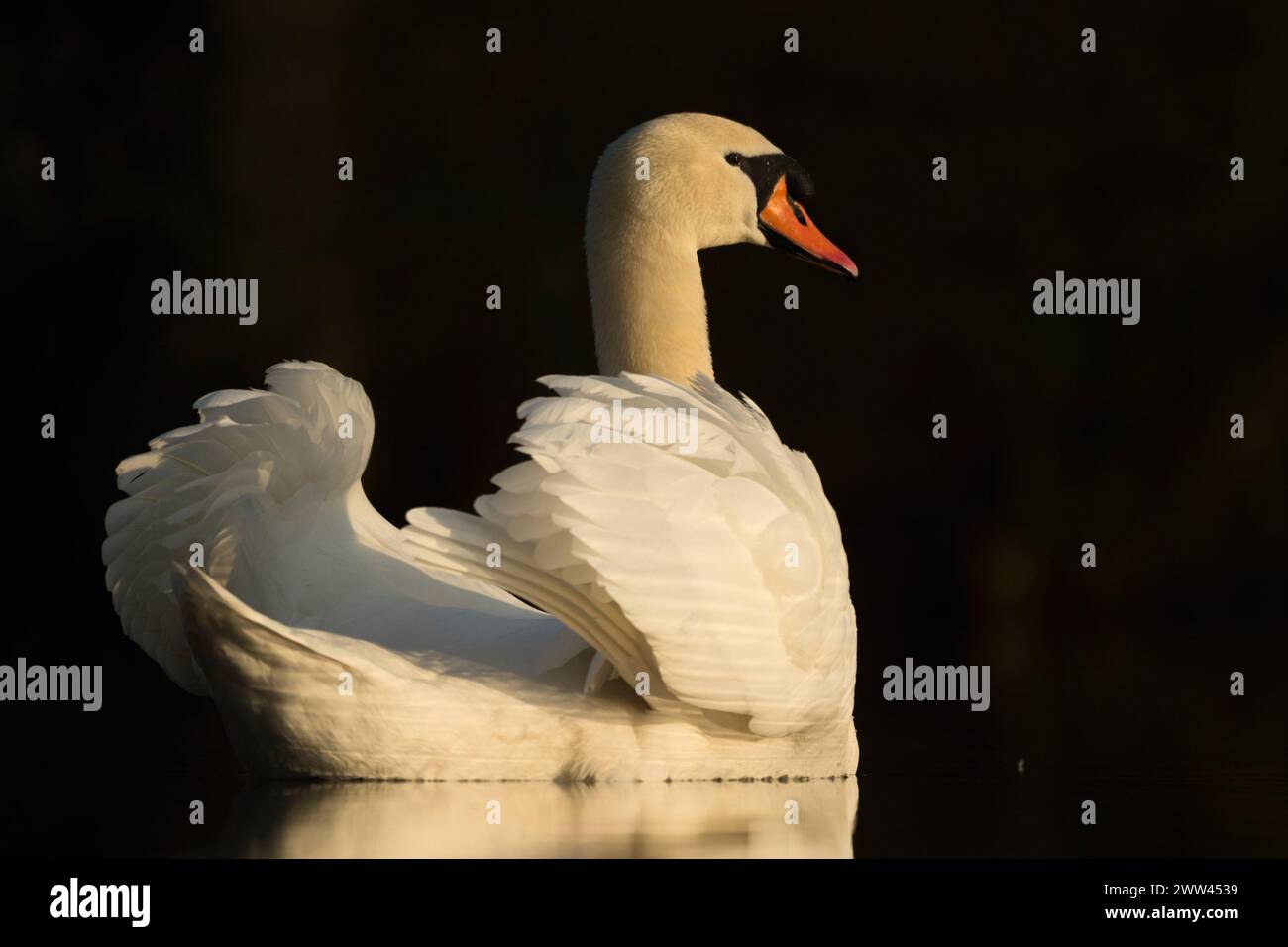 Eleganter Mute Swan (Cygnus olor) zeigt seine Schönheit mit schöner Reflexion auf einer ruhigen dunklen Wasseroberfläche, Tierwelt, Europa. Stockfoto