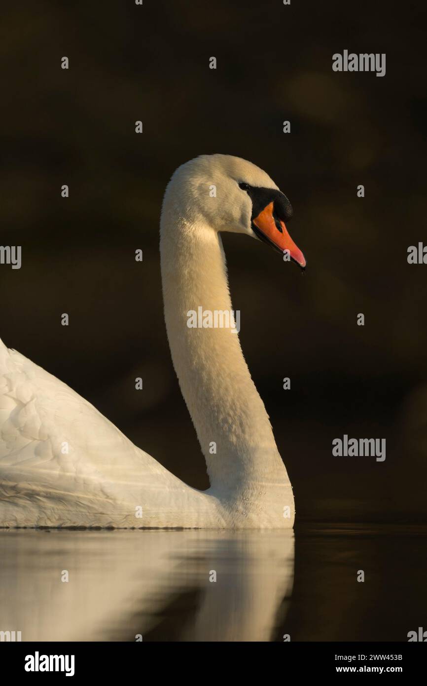 Eleganter Mute Swan (Cygnus olor) zeigt seine Eleganz mit schöner Reflexion auf einer ruhigen dunklen Wasseroberfläche, Tierwelt, Europa. Stockfoto