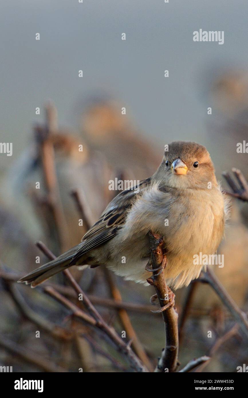 Haus Sparrow ( Passer domesticus ), gewöhnlicher einheimischer Vogel, hockt auf einer Hecke in der Nähe von städtischer Siedlung, Wildnis, Europa. Stockfoto