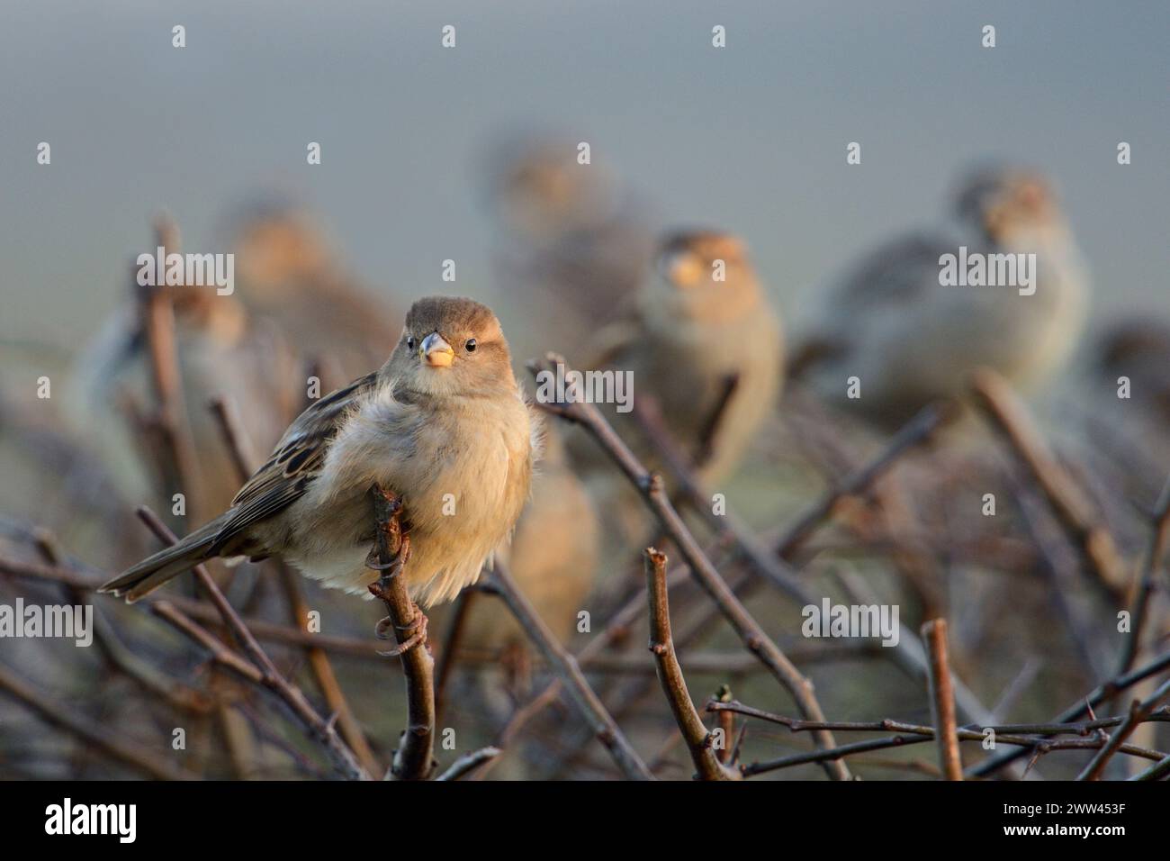 Hausspatzen ( Passer domesticus ), gewöhnliche einheimische Vögel, kleine Herde, hoch oben auf einer Hecke in der Nähe der städtischen Siedlung, Tierwelt, Euro Stockfoto