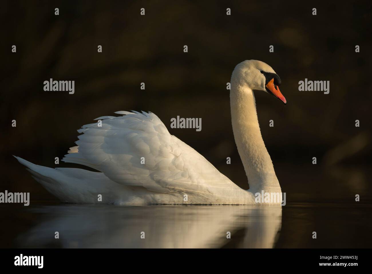 Eleganter Mute Swan (Cygnus olor) zeigt seine Eleganz mit schöner Reflexion auf einer ruhigen dunklen Wasseroberfläche, Tierwelt, Europa. Stockfoto