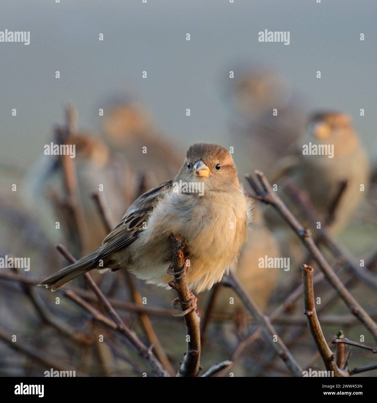Hausspatzen ( Passer domesticus ), gewöhnliche einheimische Vögel, kleine Herde, hoch oben auf einer Hecke in der Nähe der städtischen Siedlung, Tierwelt, Euro Stockfoto