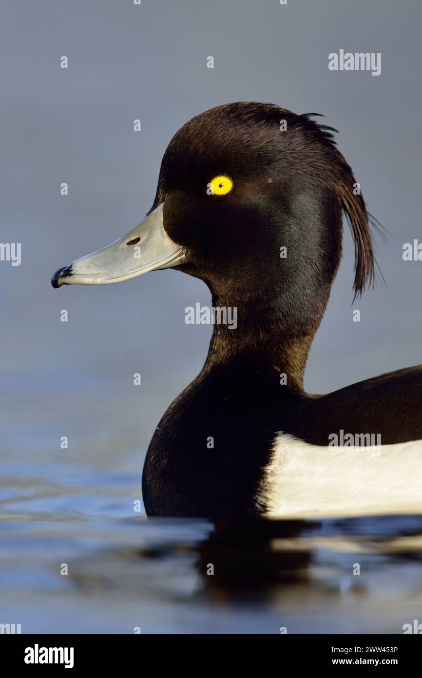 Tufted Ente ( Aythya fuligula ), drake, männliche Ente in Zuchtkleid, Nahaufnahme, Kopfschuss, Schwimmen, Wildtiere, Europa. Stockfoto