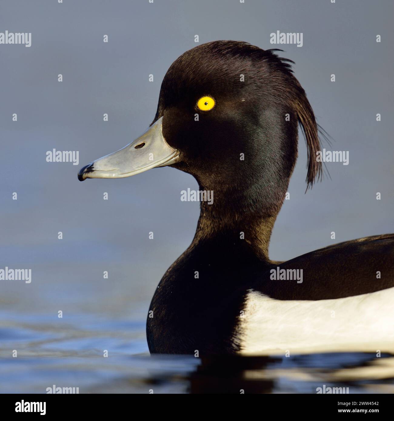 Tufted Ente ( Aythya fuligula ), drake, männliche Ente in Zuchtkleid, Nahaufnahme, Kopfschuss, Schwimmen, Wildtiere, Europa. Stockfoto