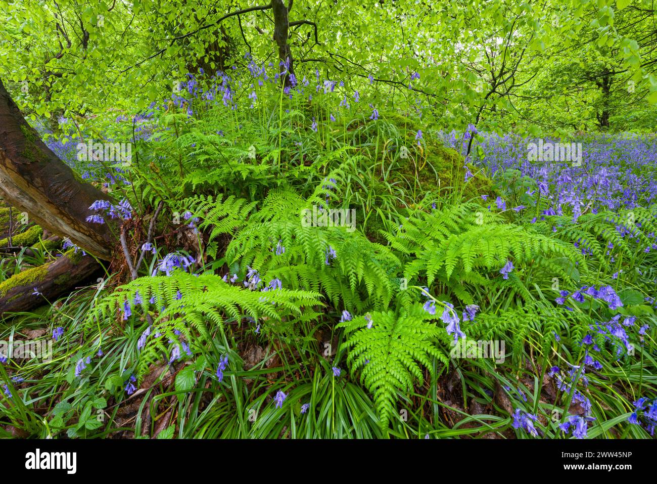 Glockenblumen (Hyacinthoides non scripta) in einem Laubwald im Frühjahr, Priors Wood, Portbury, North Somerset, England. Stockfoto