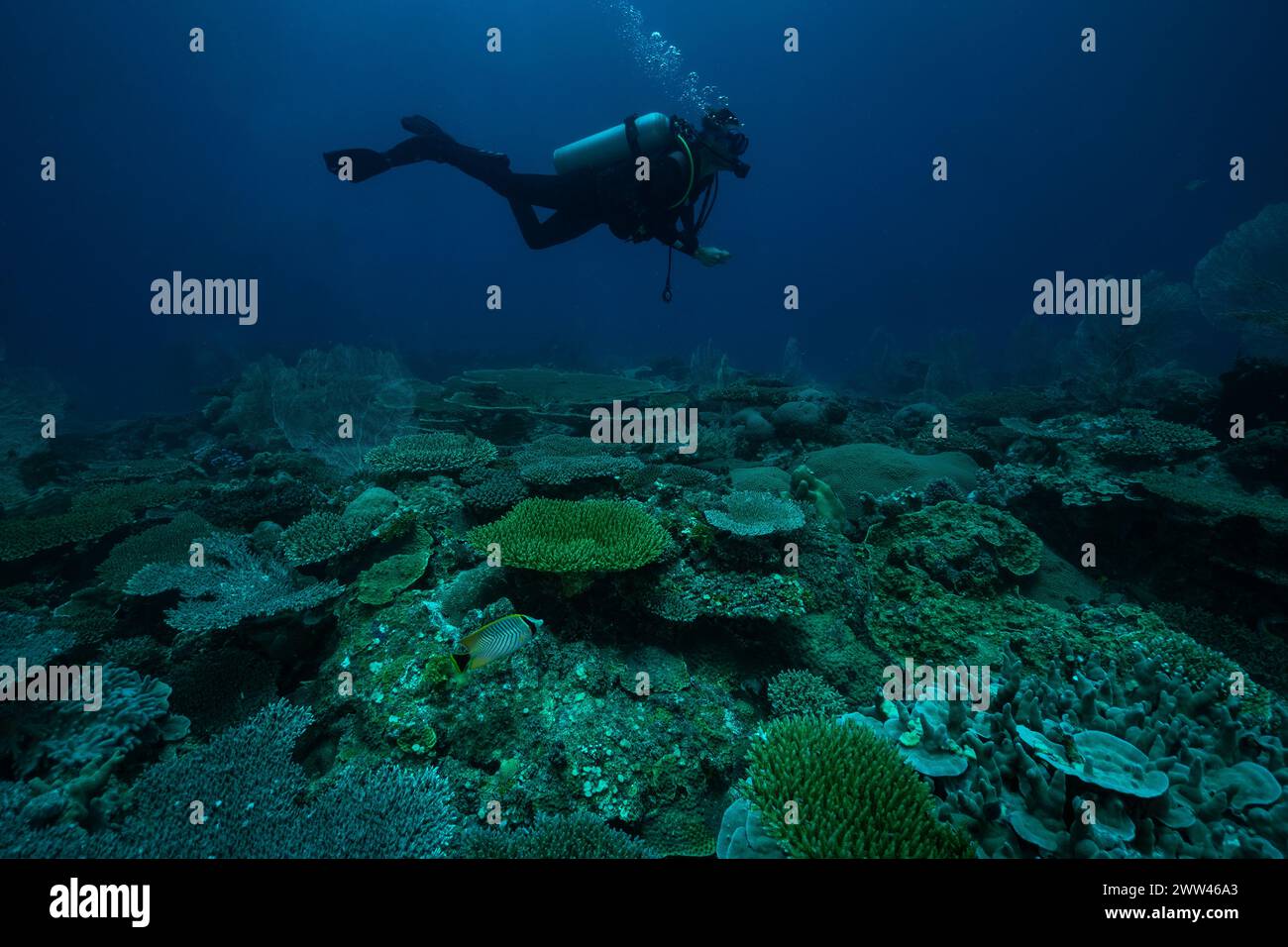 Tauchen Sie am Korallenriff von Nosy Be Madagaskar Stockfoto