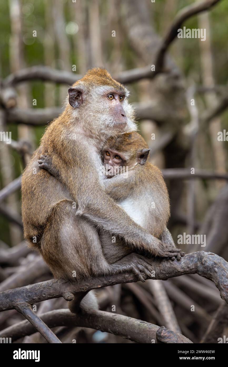 Langschwänzige Makaken Mutter und Kind in Langkawi Mangroven, Malaysia Stockfoto