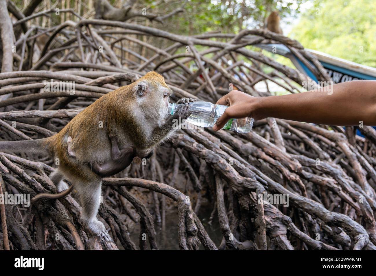 Langschwanzmakake mit einem Getränk aus einer Wasserflasche, die von einem Reiseleiter in Langkawi Mangroves, Malaysia, gehalten wird Stockfoto