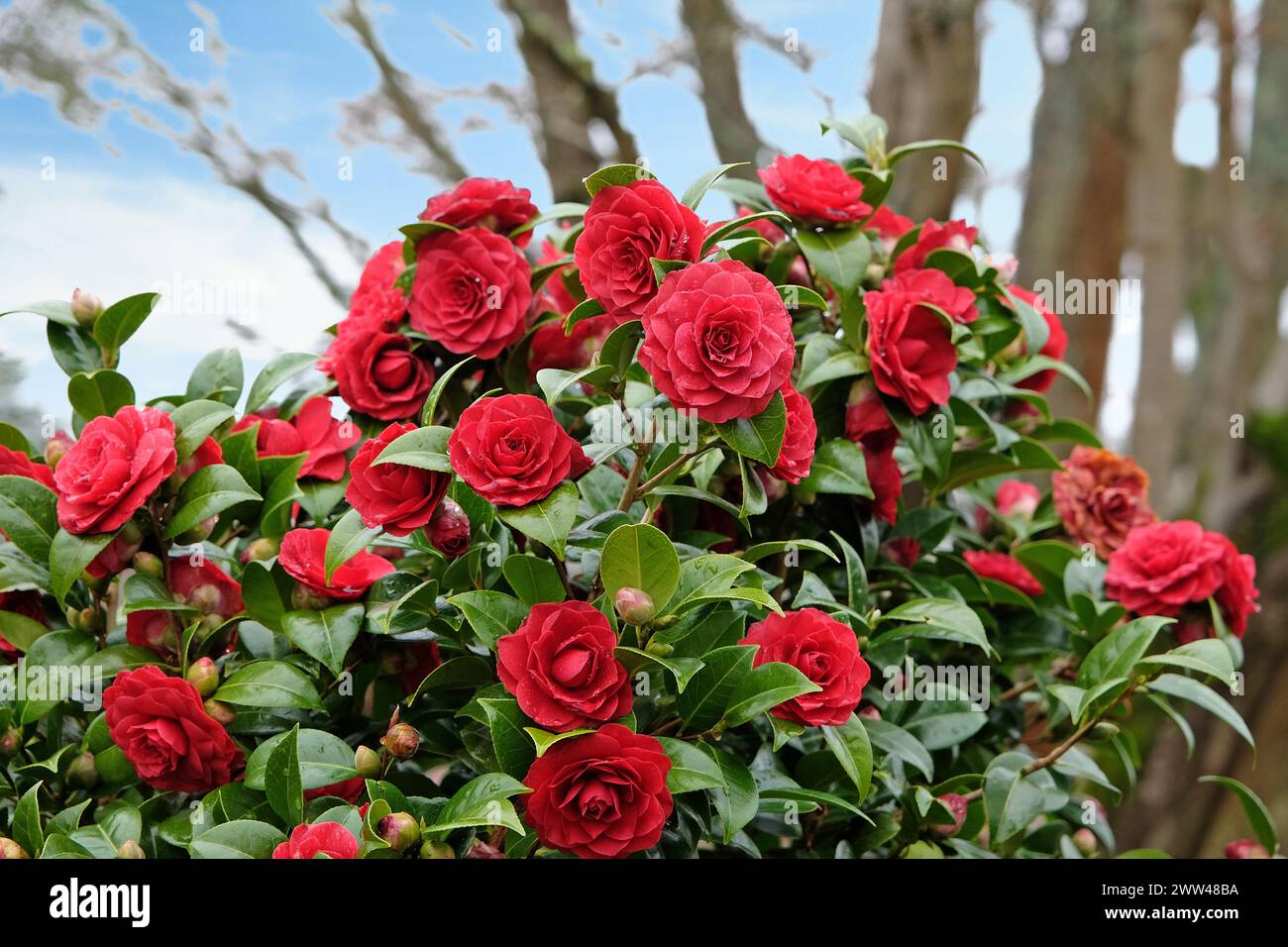 Rote doppelte Camellia japonica „Black Tie“ in Blume. Stockfoto