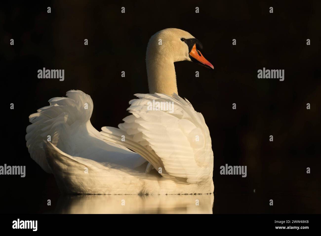 Elegantes Mute Swan Cygnus Oil zeigt seine Schönheit mit wunderschöner Reflexion auf einer ruhigen dunklen Wasseroberfläche, Tierwelt, Europa. Nordrhein-Westfalen, Rheinland Deutschland, Europa Stockfoto