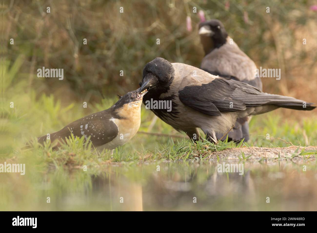 Der Kuckuck (Clamator glandarius) wird von einer Kapuzenkrähe (Corvus cornix) gefüttert. Der Kuckuck ist ein Brutparasit, der seine Eier in die Nester legt Stockfoto