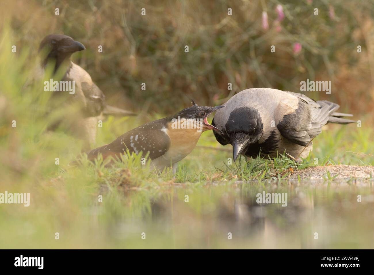 Der Kuckuck (Clamator glandarius) wird von einer Kapuzenkrähe (Corvus cornix) gefüttert. Der Kuckuck ist ein Brutparasit, der seine Eier in die Nester legt Stockfoto