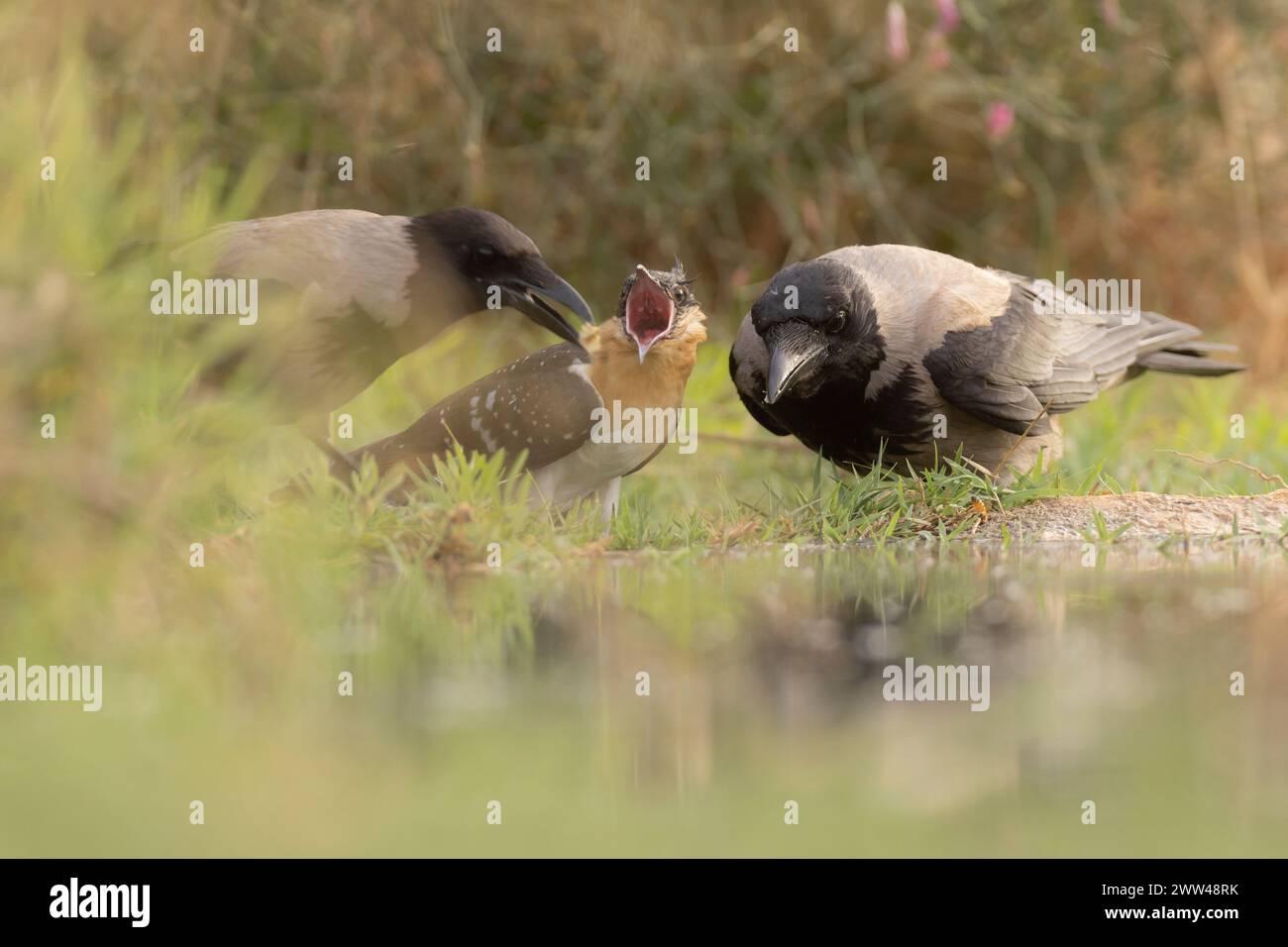 Der Kuckuck (Clamator glandarius) wird von einer Kapuzenkrähe (Corvus cornix) gefüttert. Der Kuckuck ist ein Brutparasit, der seine Eier in die Nester legt Stockfoto