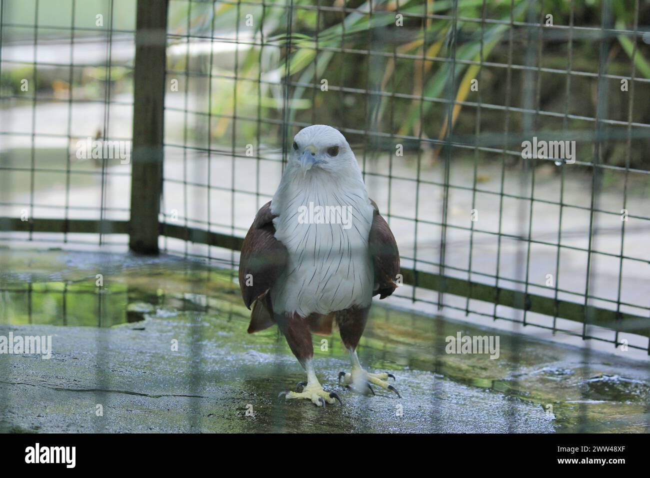 Bondol-Adlerarten (Haliastur indus) von Raubvögeln aus der Familie der Accipitridae. Ihr Lebensraum ist in Asien verbreitet. Stockfoto
