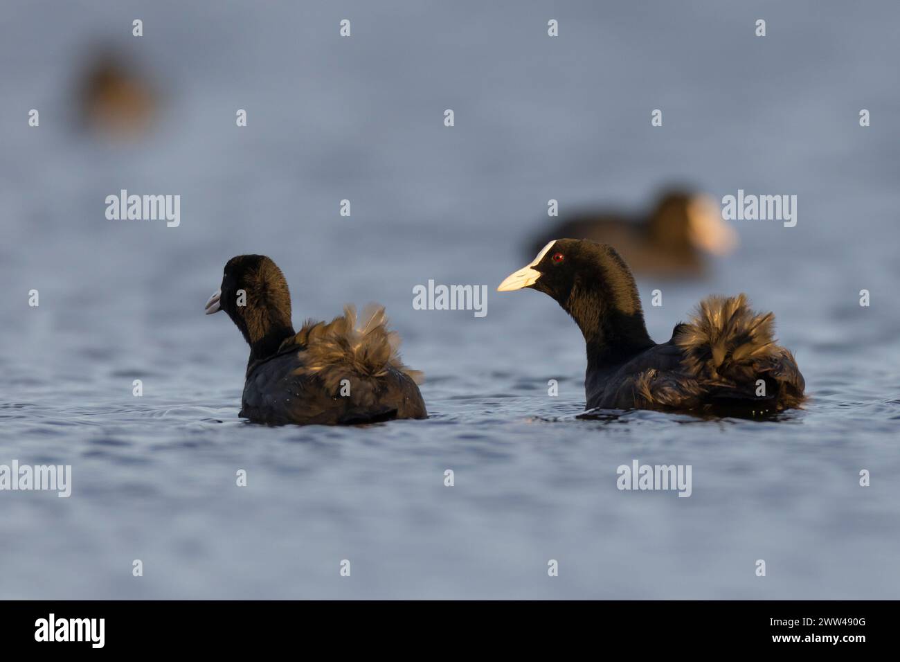 Eine Herde Eurasischer Coot (Fulica atra) غرة أوراسية, die auf dem Wasser schwimmt, fotografiert im Dezember in Israel Stockfoto