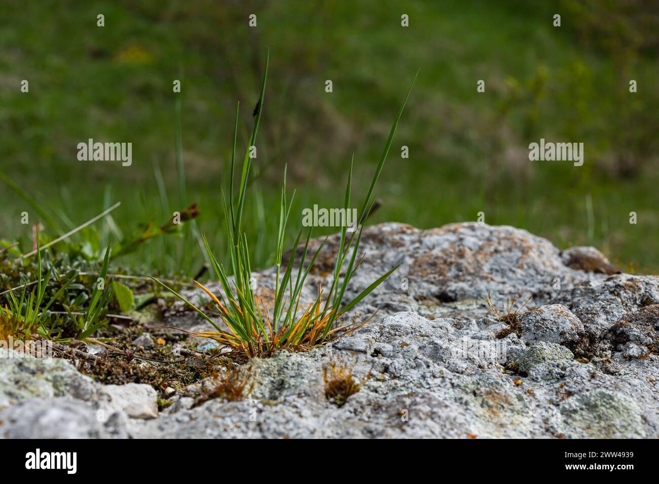 Gras Und Moos Wachsen Durch Den Asphalt. Risse Im Beton. Alte Straßenabdeckung. Draufsicht. Stockfoto