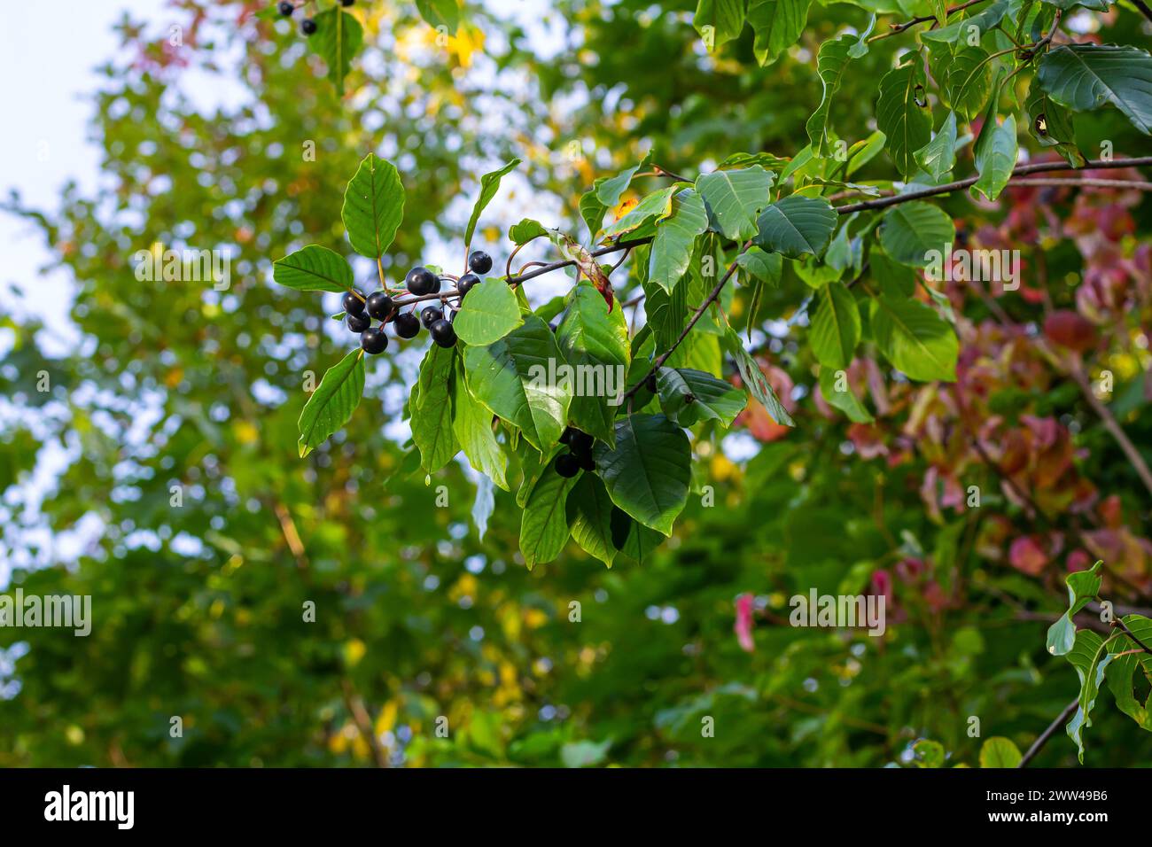 Blätter und Früchte des Heilstrauchs Frangula alnus, Rhamnus frangula mit giftiger schwarzer und roter Beerennaht. Stockfoto