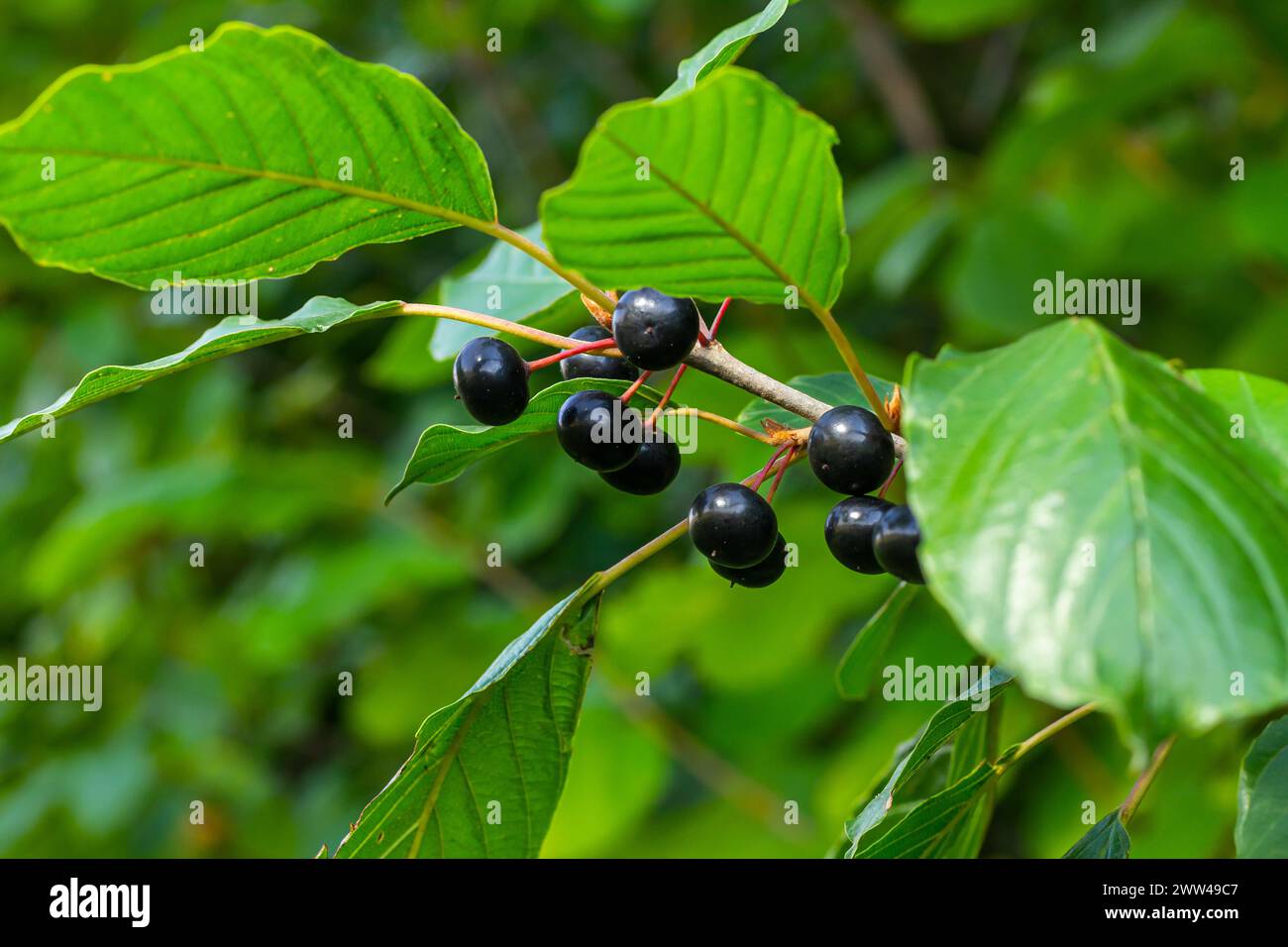 Blätter und Früchte des Heilstrauchs Frangula alnus, Rhamnus frangula mit giftiger schwarzer und roter Beerennaht. Stockfoto