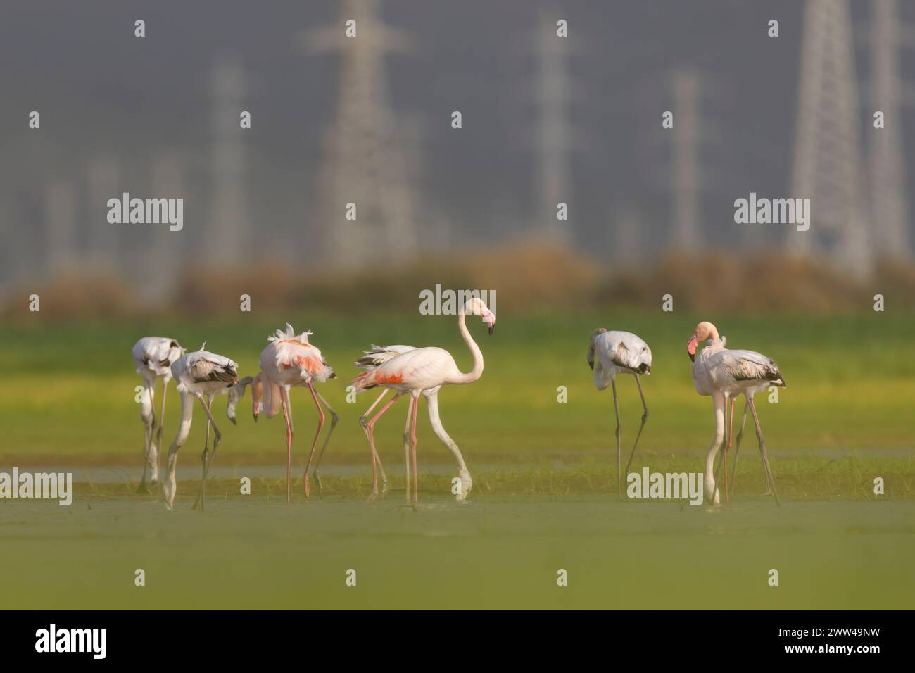 Eine Herde von Flamingo (Phoenicopterus roseus) in einem Wasserbecken. Fotografiert im Januar im Naturschutzgebiet ein Afek, Israel Stockfoto