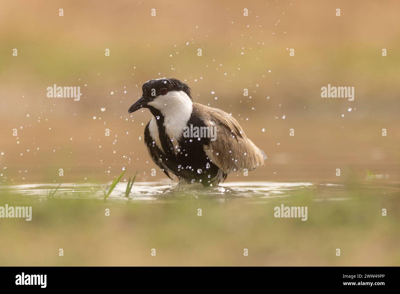 Sporengeflügelter Lapwing (Vanellus spinosus) am Wasser, fotografiert im Juni in Israel Stockfoto