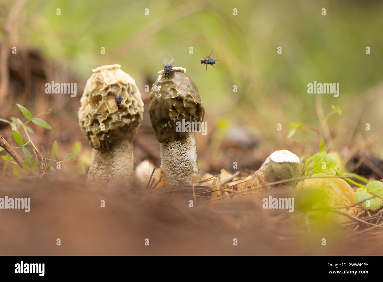 Exemplar des Gemeinen Stinkmorchels Pilze (Phallus impudicus) wächst in Wäldern Boden. Diese sind die Fruchtkörper des Pilzes, die Feeds auf Verrottenden pflanzlichen matt Stockfoto