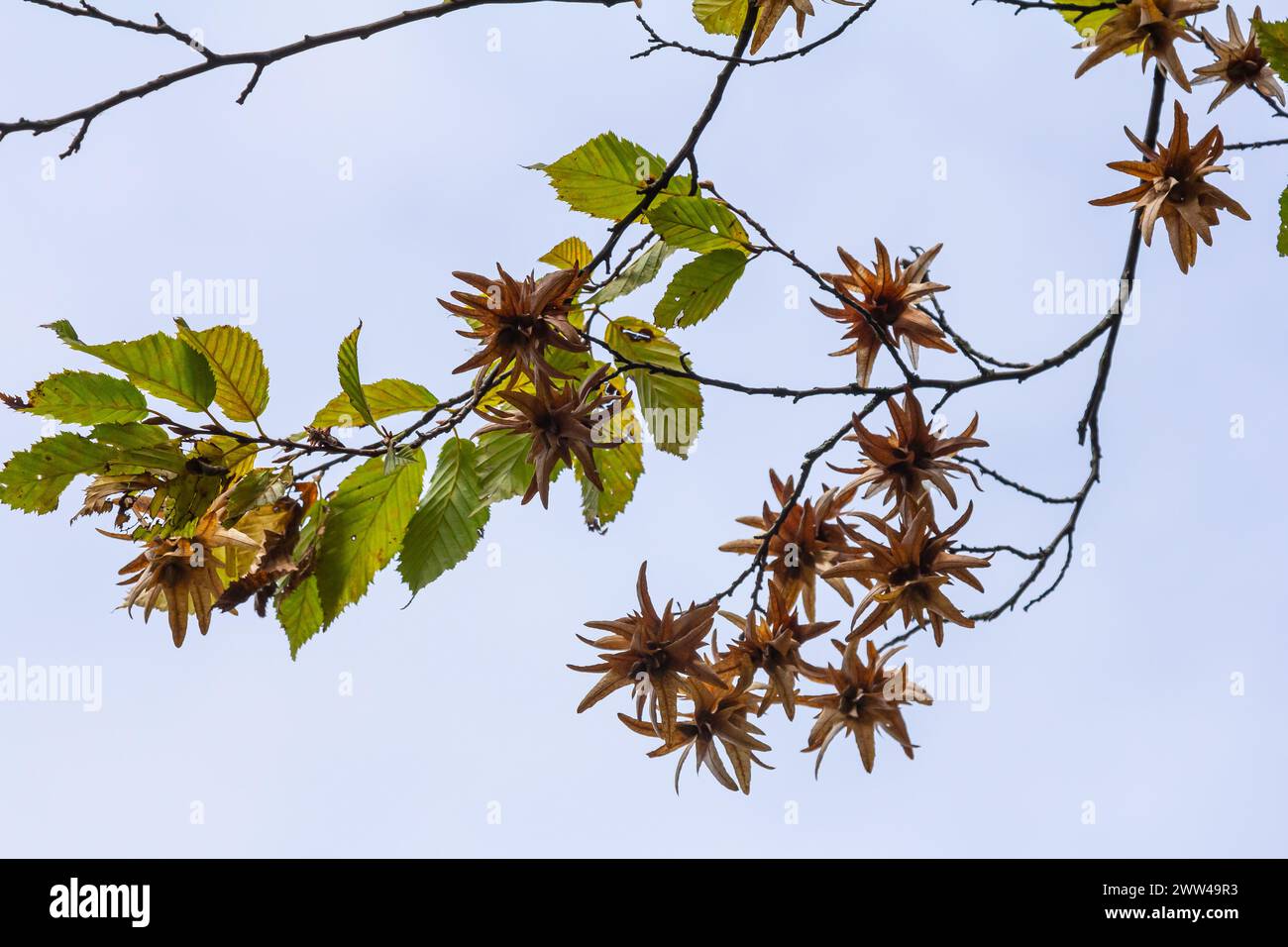 Ast einer Hainbuche Carpinus betulus mit herabhängender Blütenstände und Blättern im Herbst, ausgewählter Fokus, schmale Schärfentiefe, Kopierraum in der Unschärfe Stockfoto