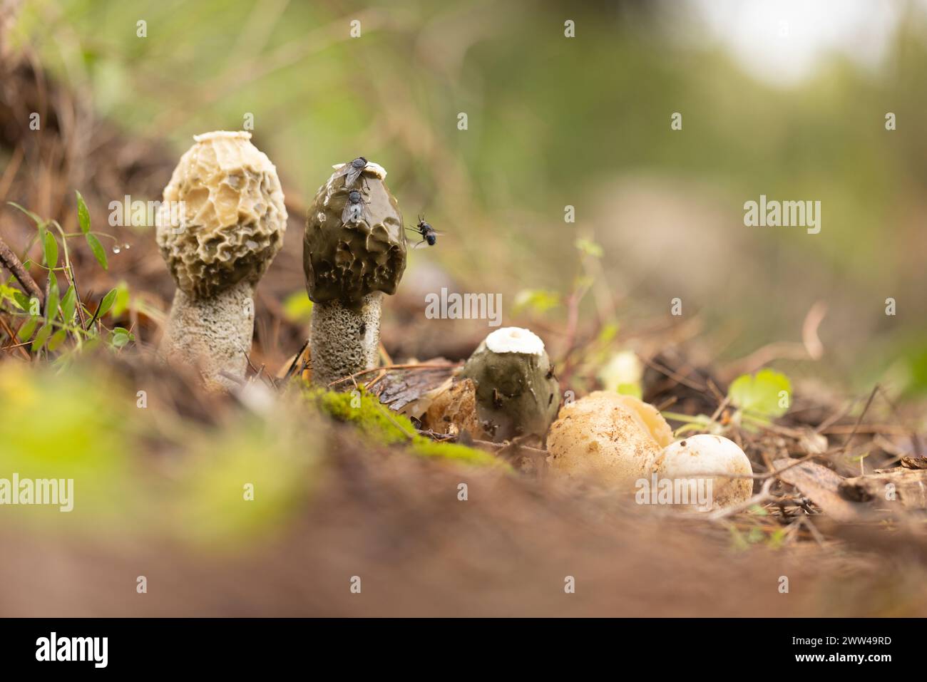 Exemplar des Gemeinen Stinkmorchels Pilze (Phallus impudicus) wächst in Wäldern Boden. Diese sind die Fruchtkörper des Pilzes, die Feeds auf Verrottenden pflanzlichen matt Stockfoto
